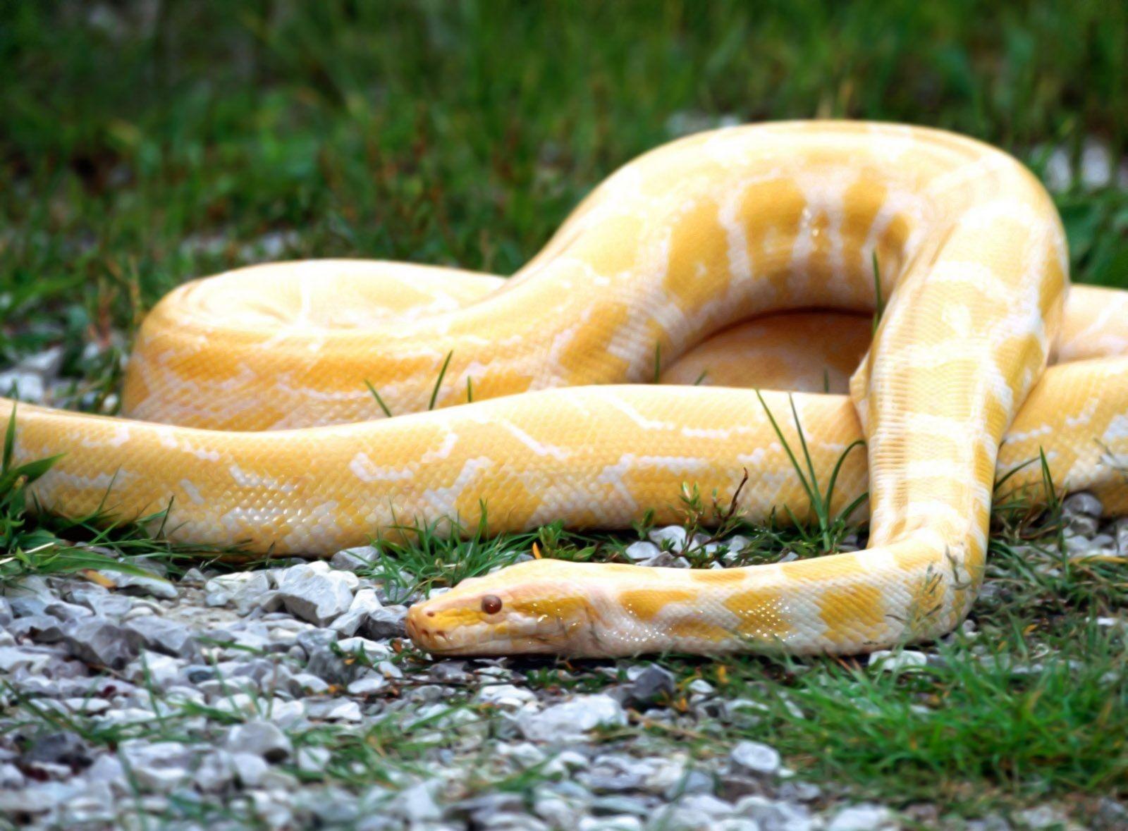 HQ Wallpaper Movies: anaconda snake high resolution best size HD
