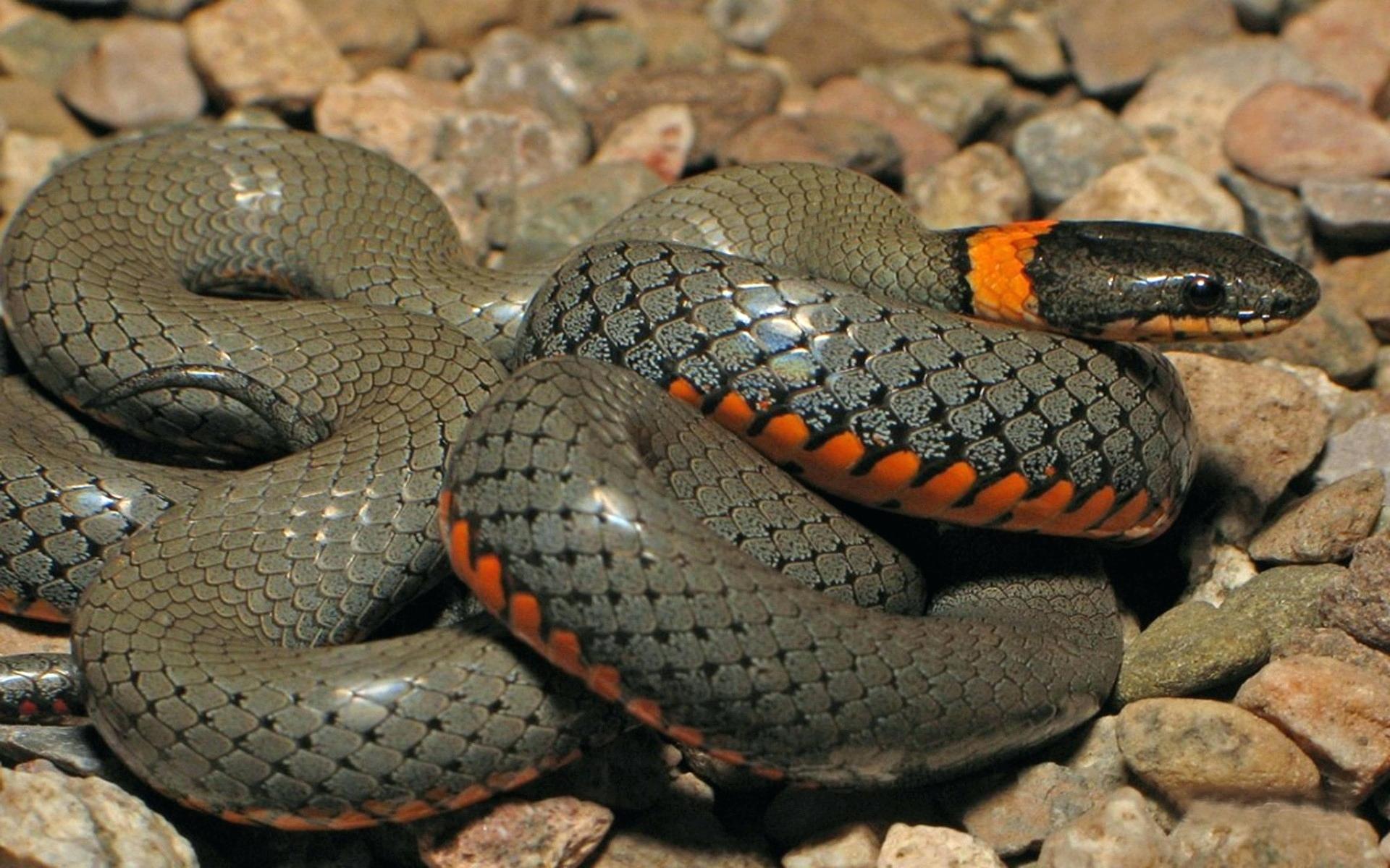 Python Snake Wallpaper Anaconda Wallpaper
