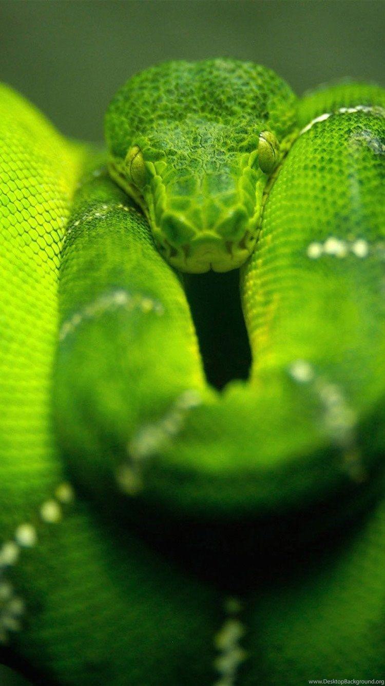 Green Anaconda iPhone 6 Wallpaper, iPhone 6 Background And Themes