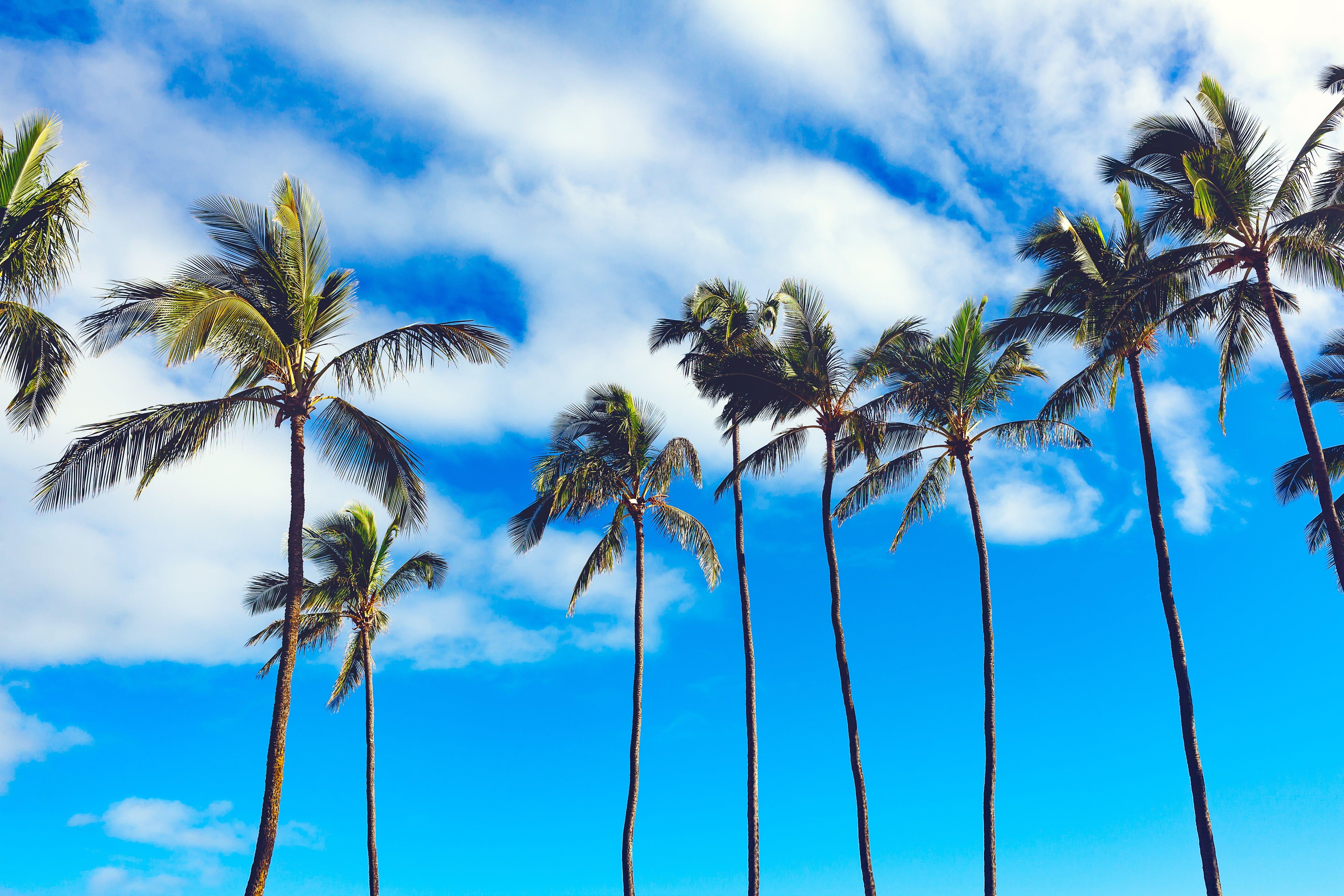 Coconut tree under white skies at daytime HD wallpaper