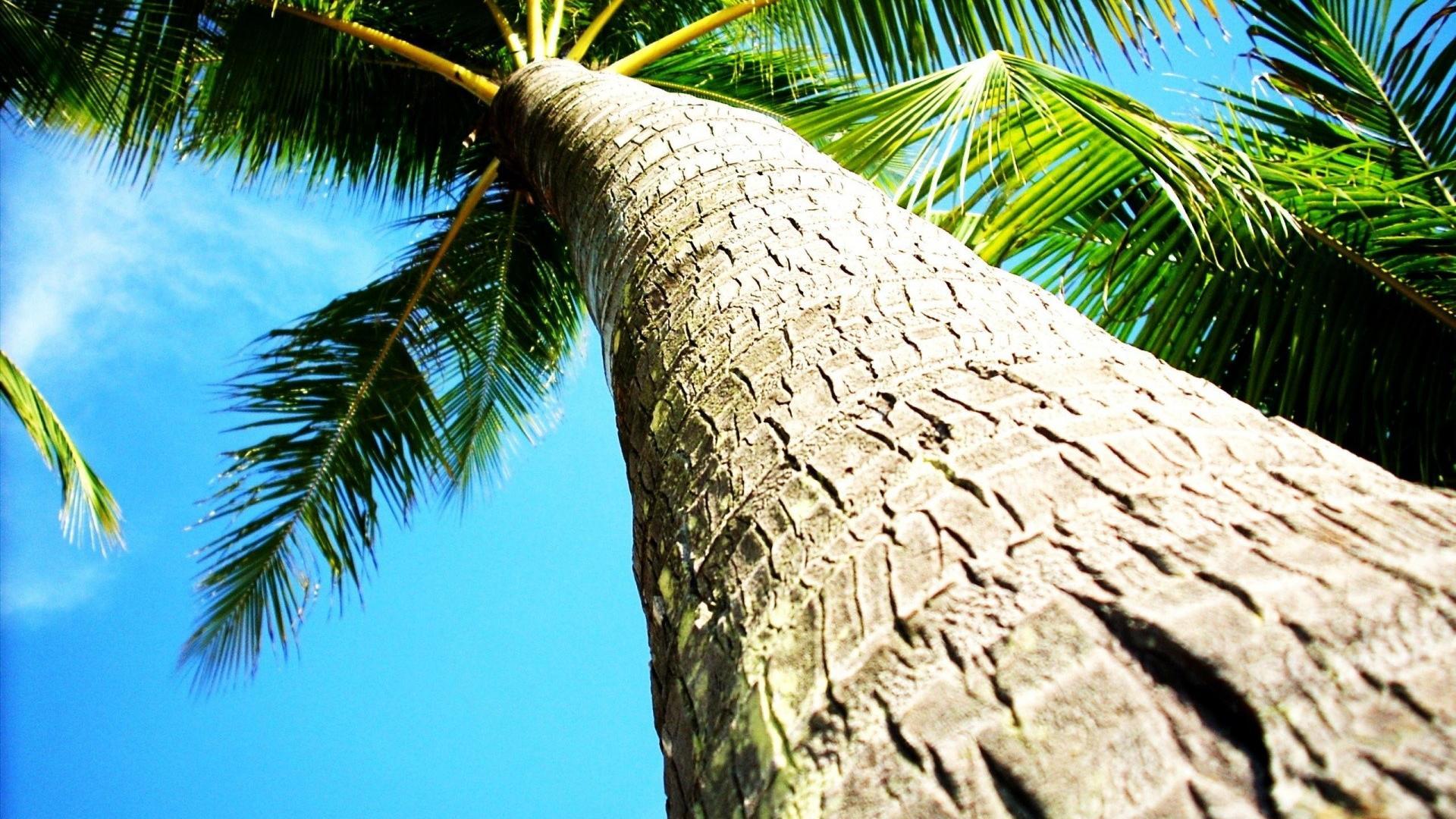 Coconut tree background wallpaper