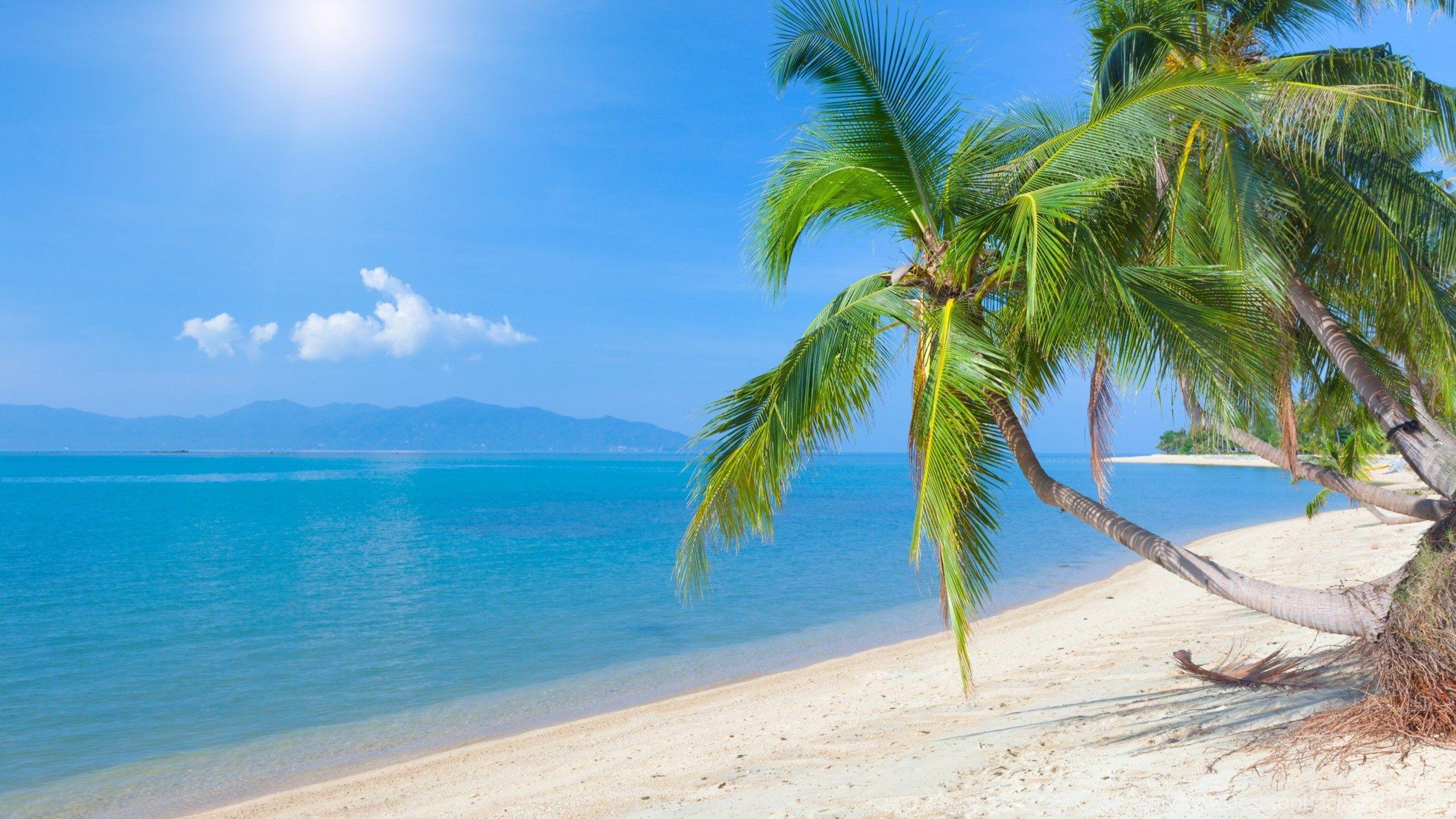 Coconut Tree Beautiful HD Wallpaper And Image Desktop Background