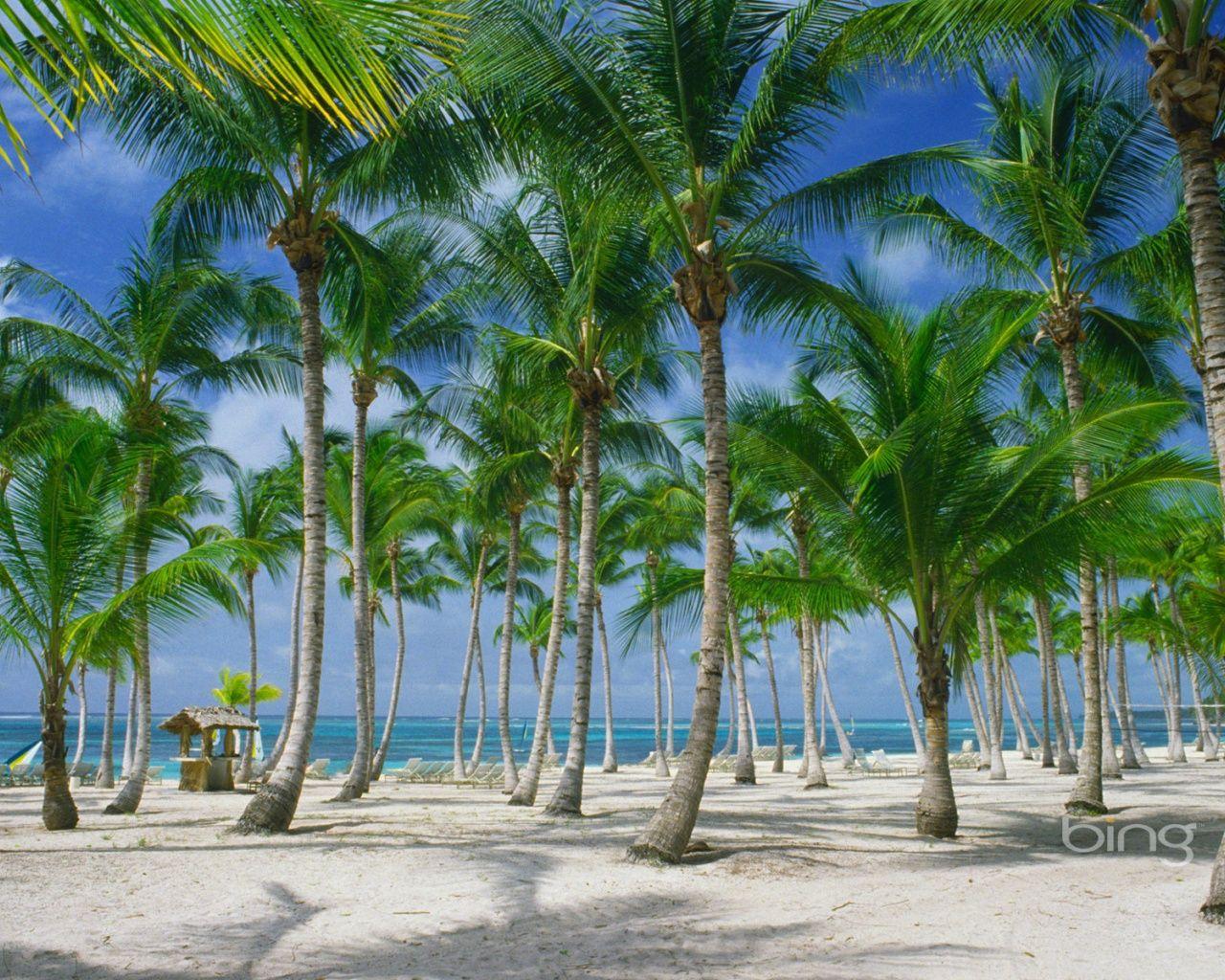 Cp Paurb: Palm Tree Coconut Tree Wallpaper HD 1583 HD Wallpaper