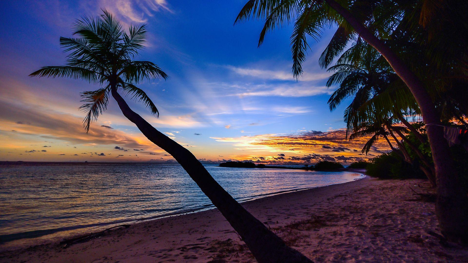 Coconut Trees Beach Clouds Laptop Full HD 1080P HD 4k