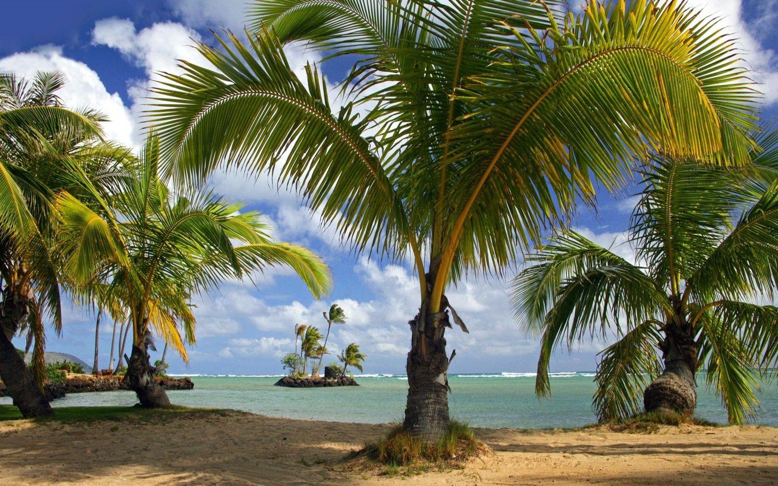 Coconut Tree On Indian Beach HD Wallpaper
