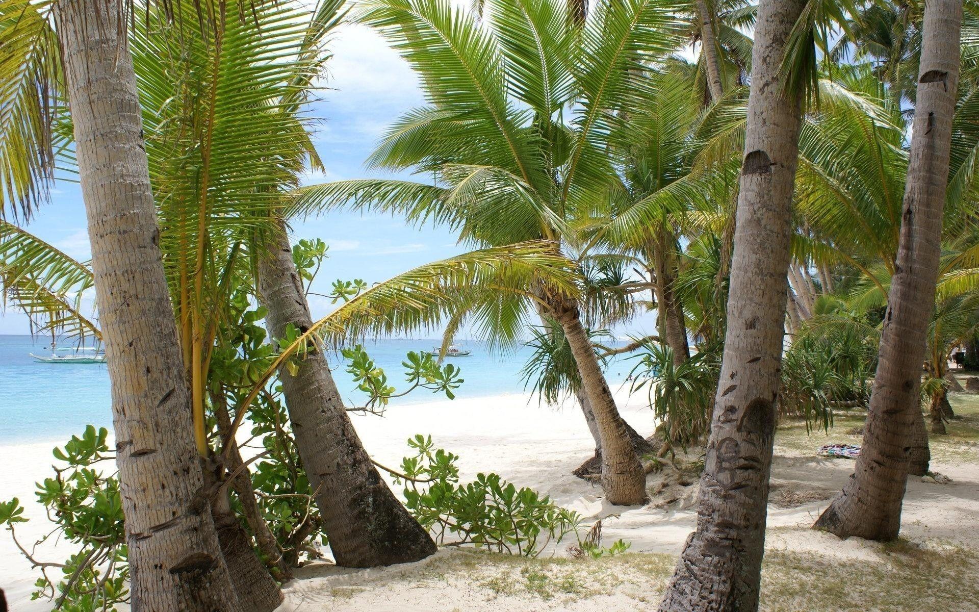 Best Coconut Trees at Beach Wallpaper