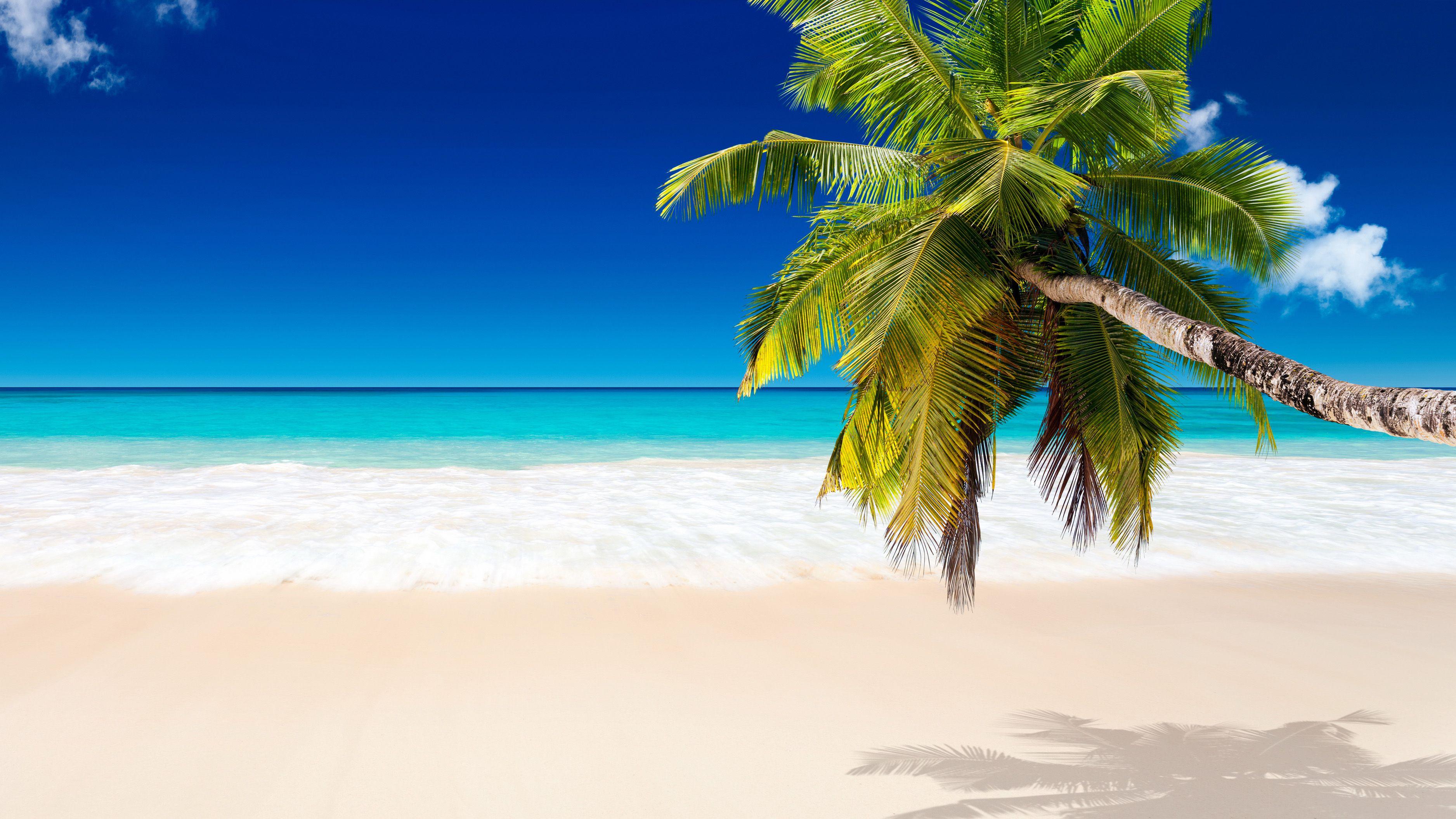 Tropical Beach Background Coconut Trees