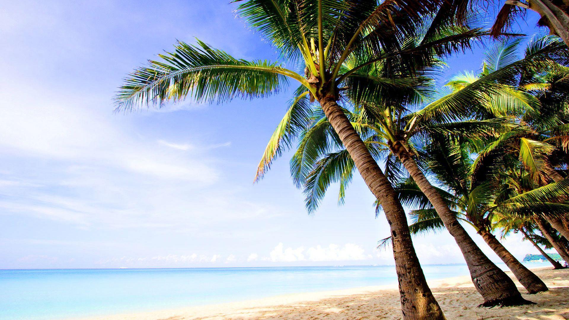Coconut Trees Wallpaper with Beach 1920x1200PX Trees Beach