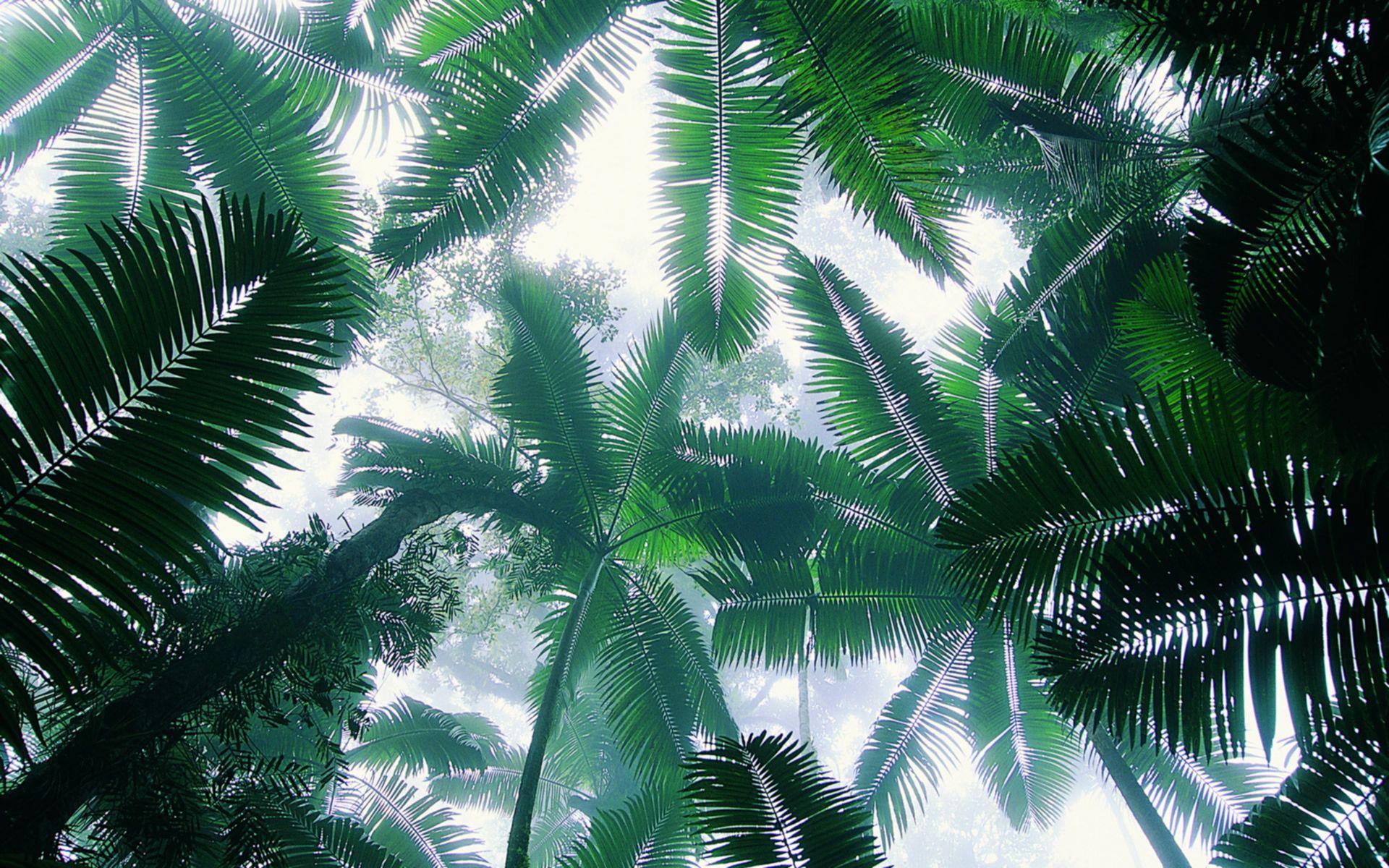 Coconut Tree Forest