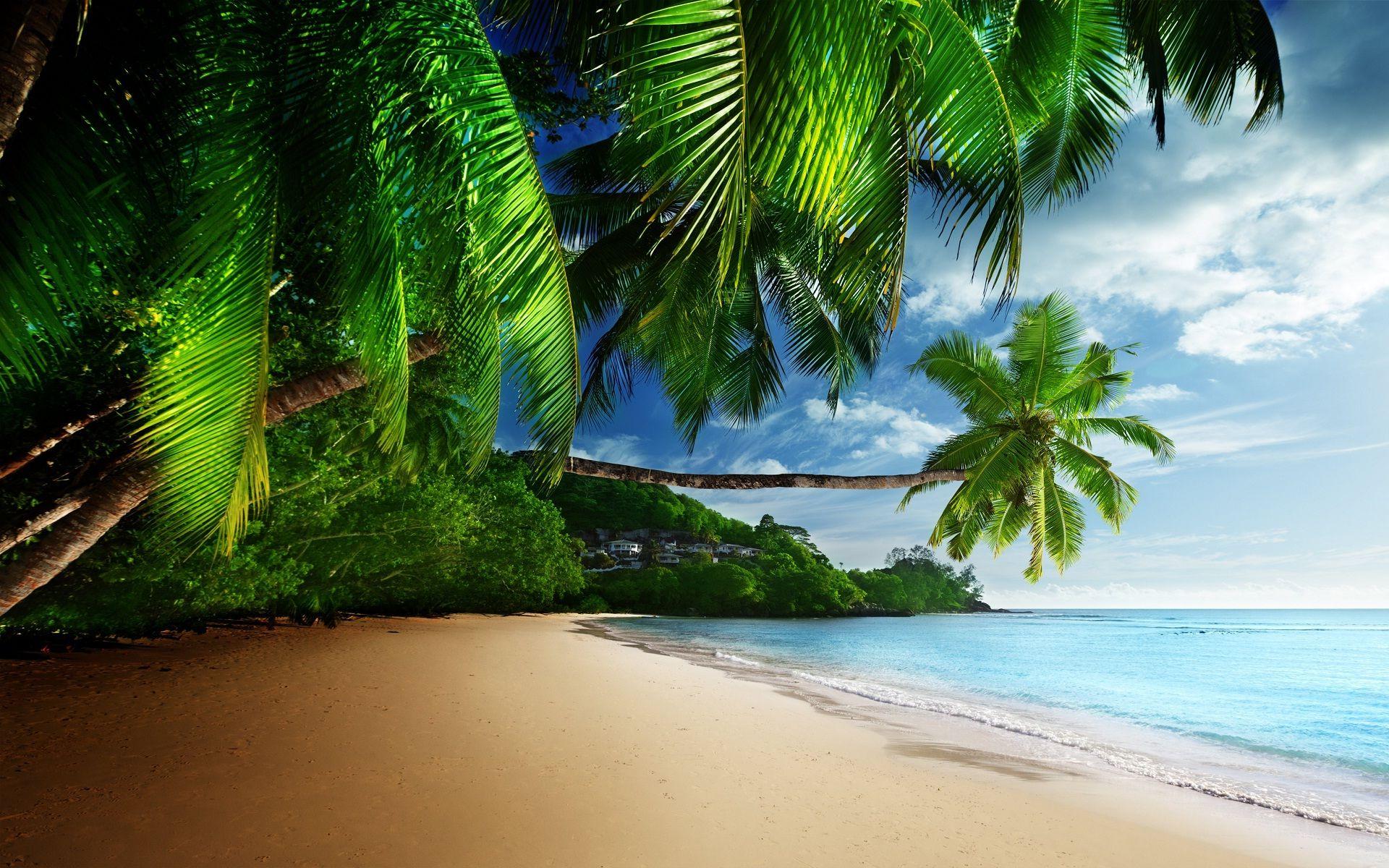 Beach sea and coconut tree natural wallpaper. HD Wallpaper Rocks
