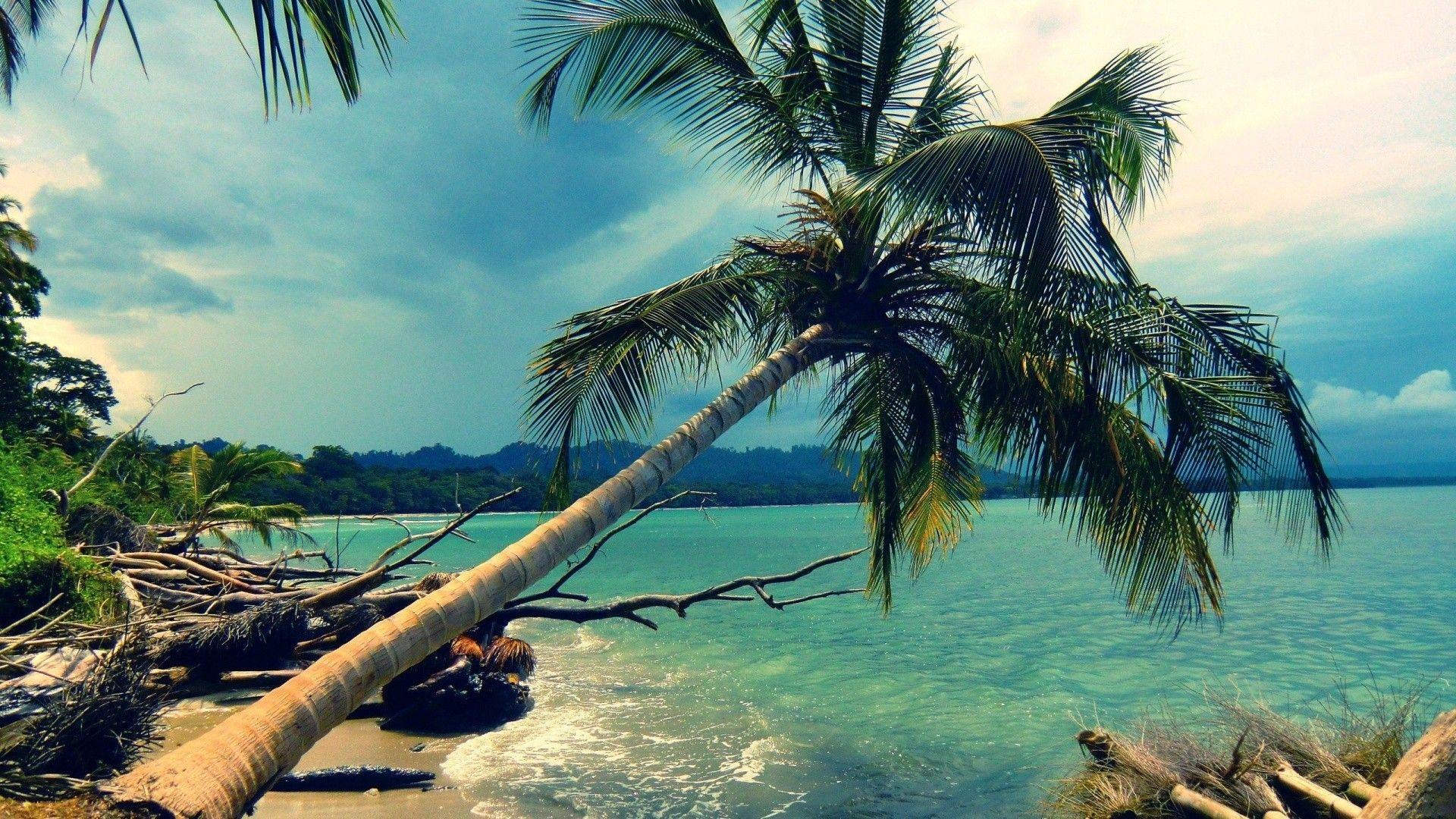Beach coconut tree wallpaper. PC