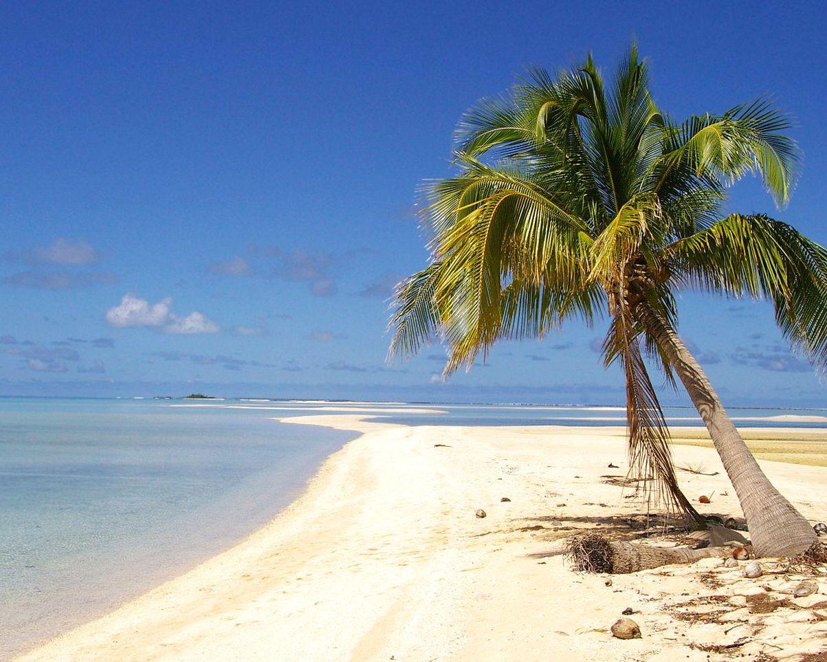 Palm, Coconut, Tree, HD Sea Wallpaper, Sand, Summer, Sun, Sky