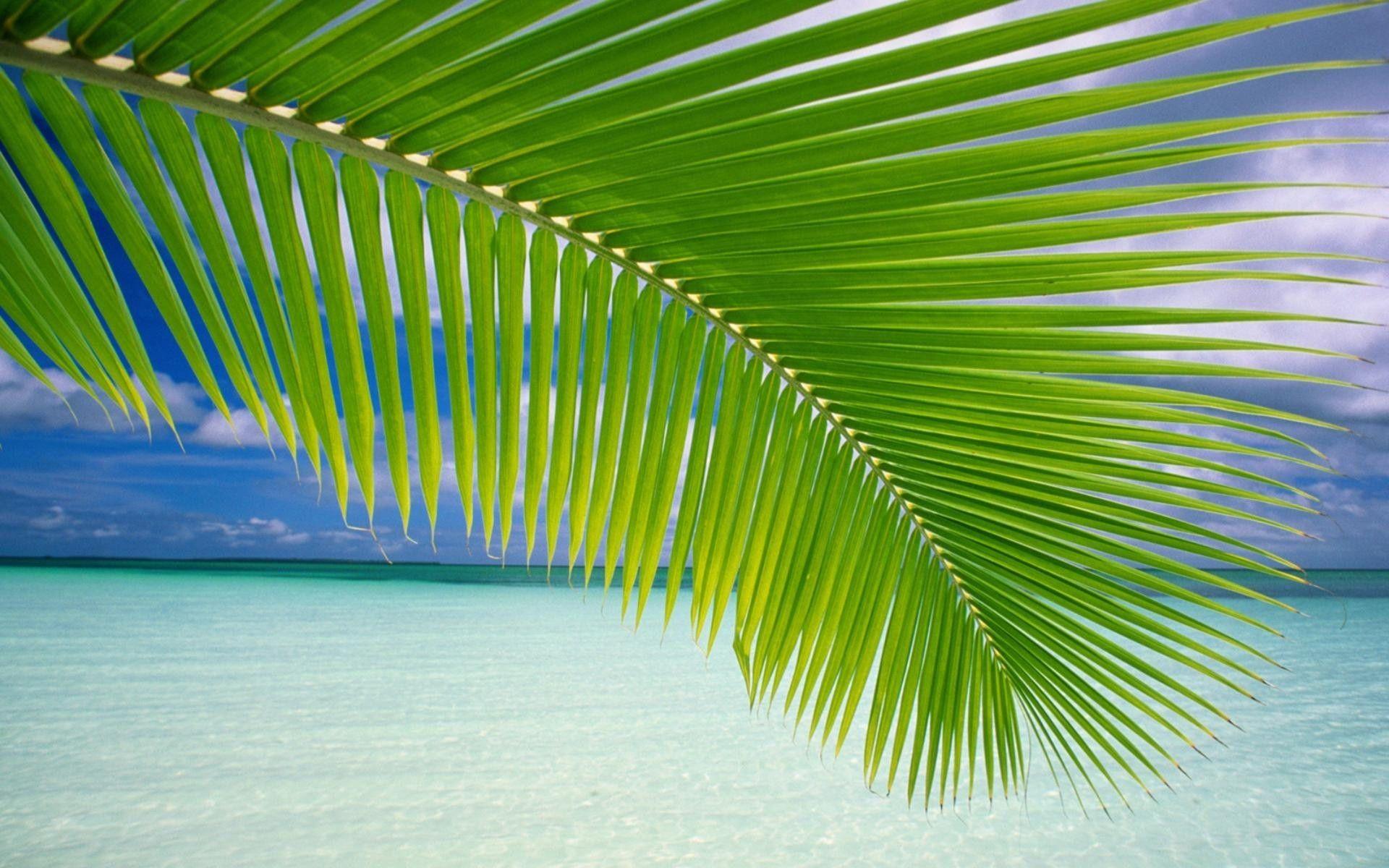 Coconut Tree Leaf at Beach