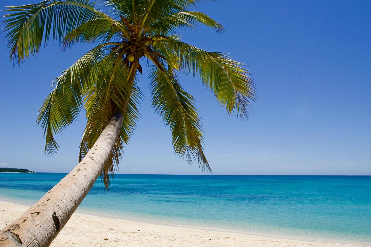 The Beach Island With Coconut Tree Wallpaper HD. Background