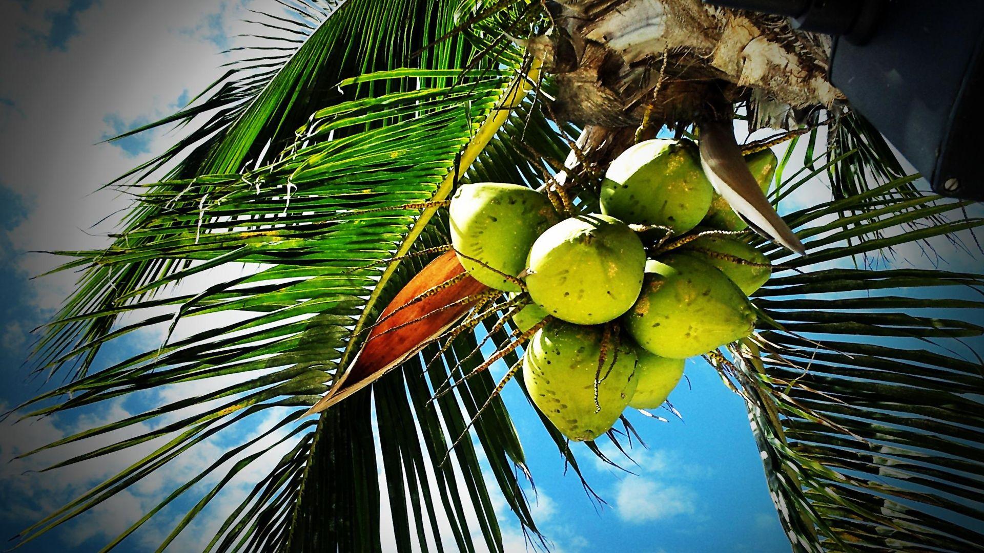 Coconut Palm. Download HD Wallpaper