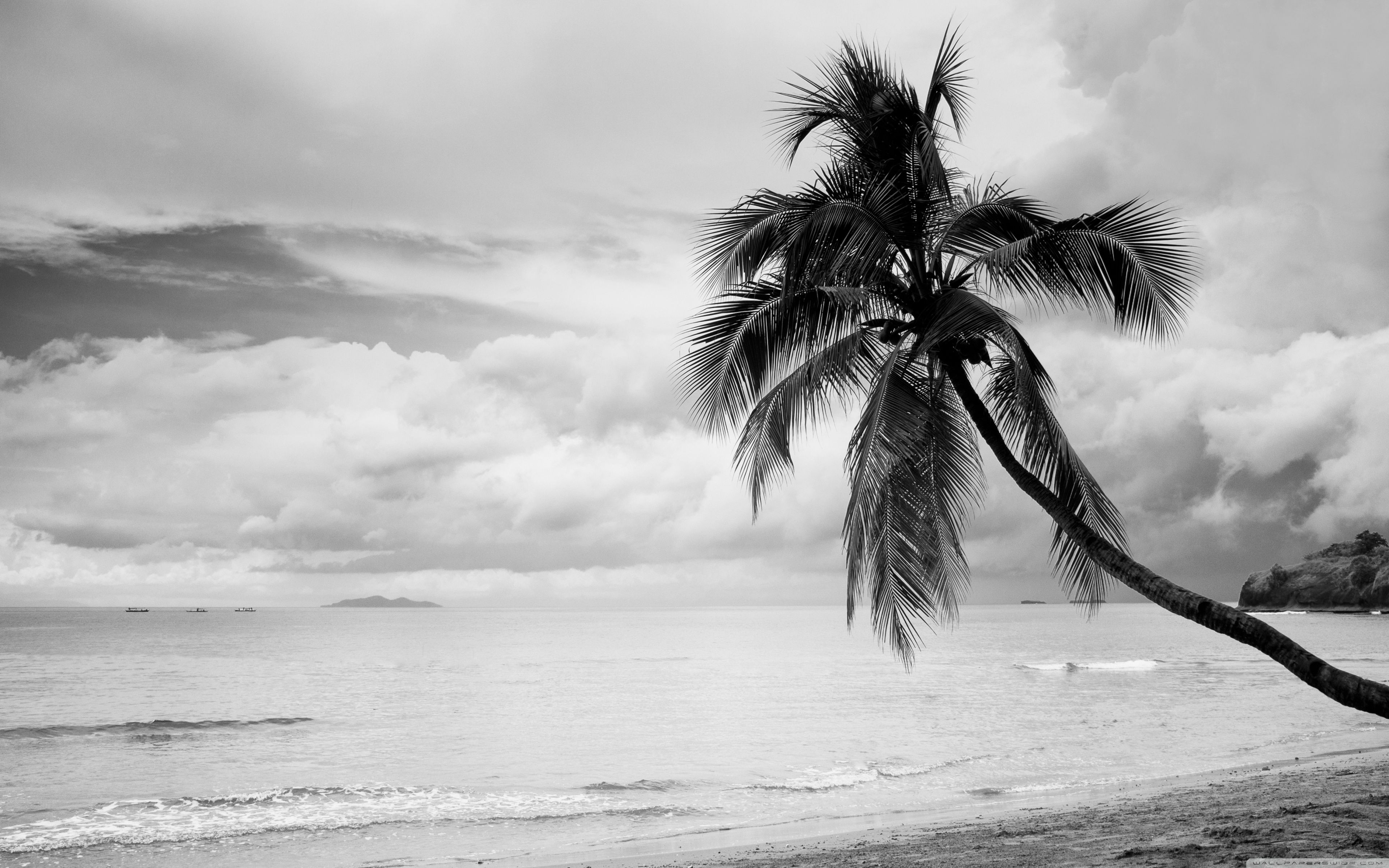 Coconut Tree Black and White ❤ 4K HD Desktop Wallpaper for 4K Ultra
