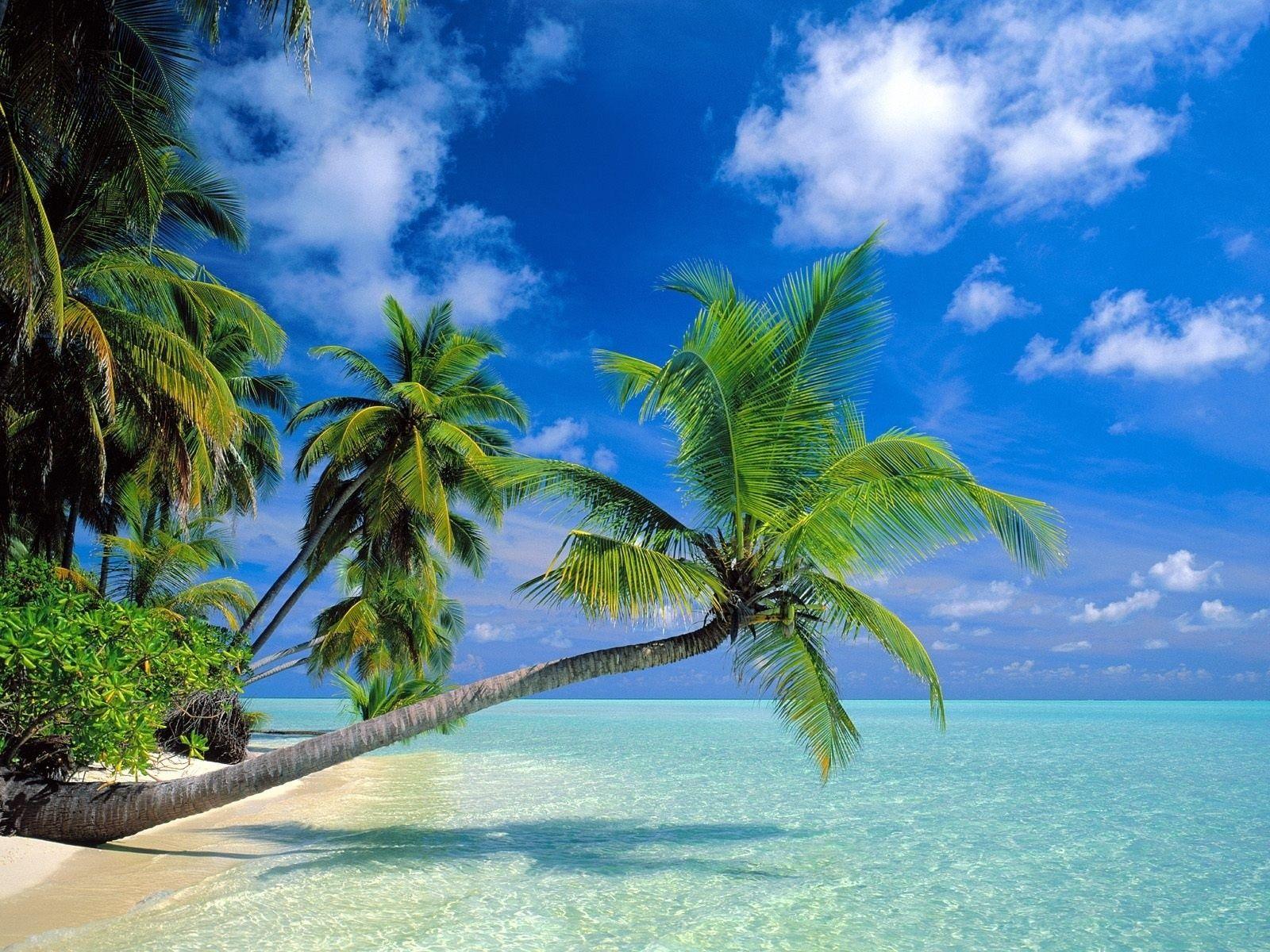 Coconut trees beach wallpaper