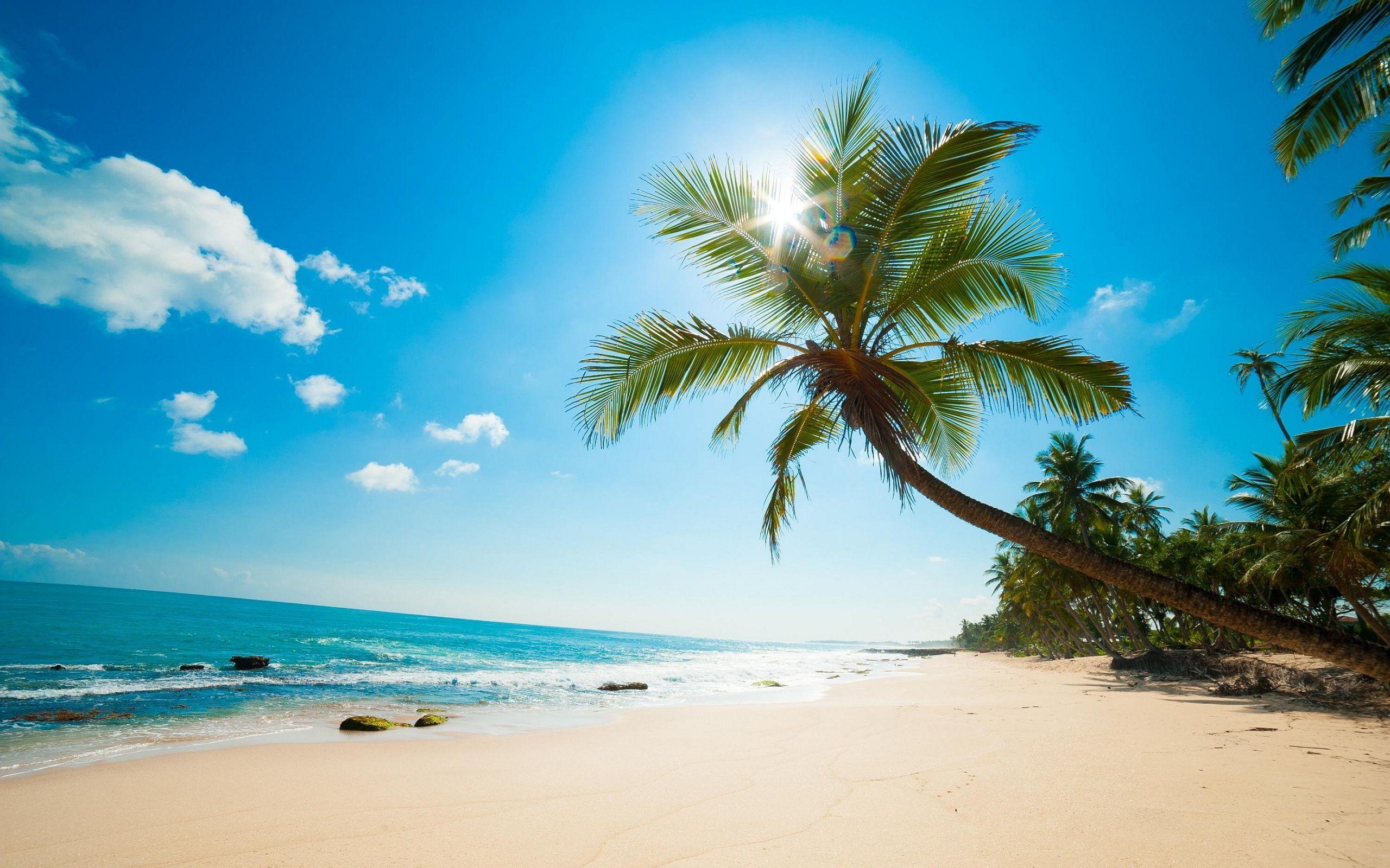 Beach Coconut Tree 20463