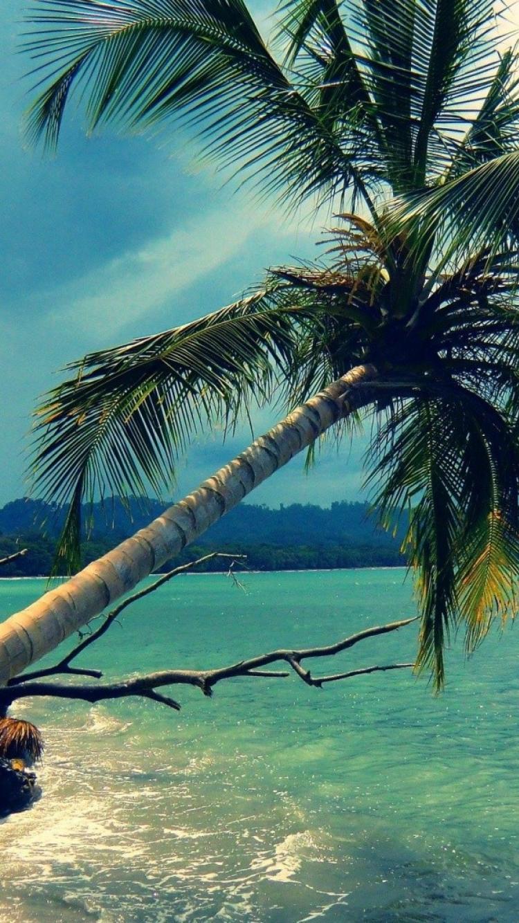 Beach coconut tree wallpaper