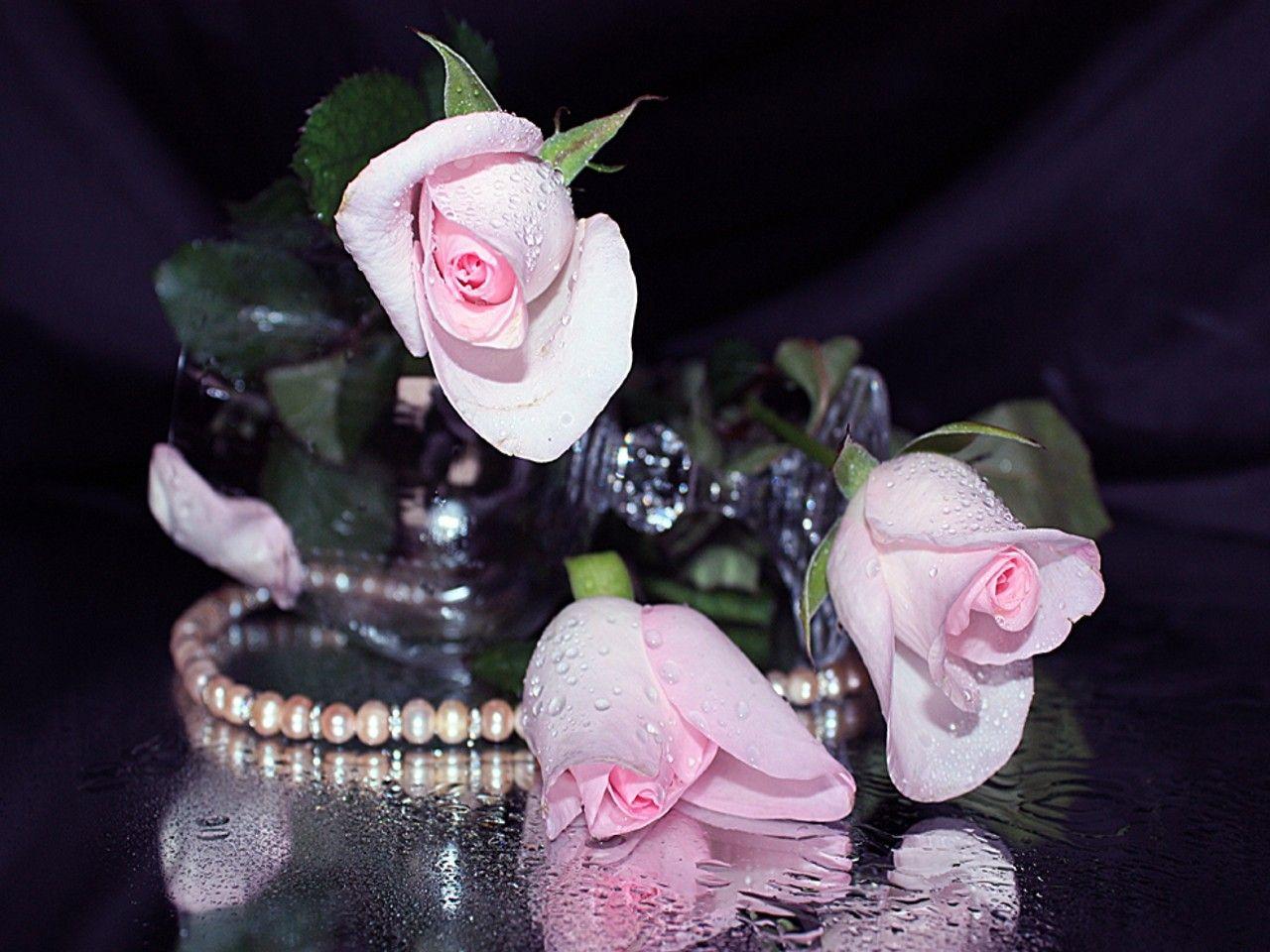 Flowers: Romantic Lovely Drops Rose Jasenka Love Beautiful Romance