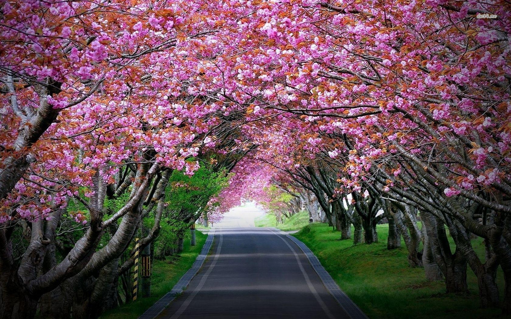 Cherry Blossom Tree HD Wallpaper, Background Image