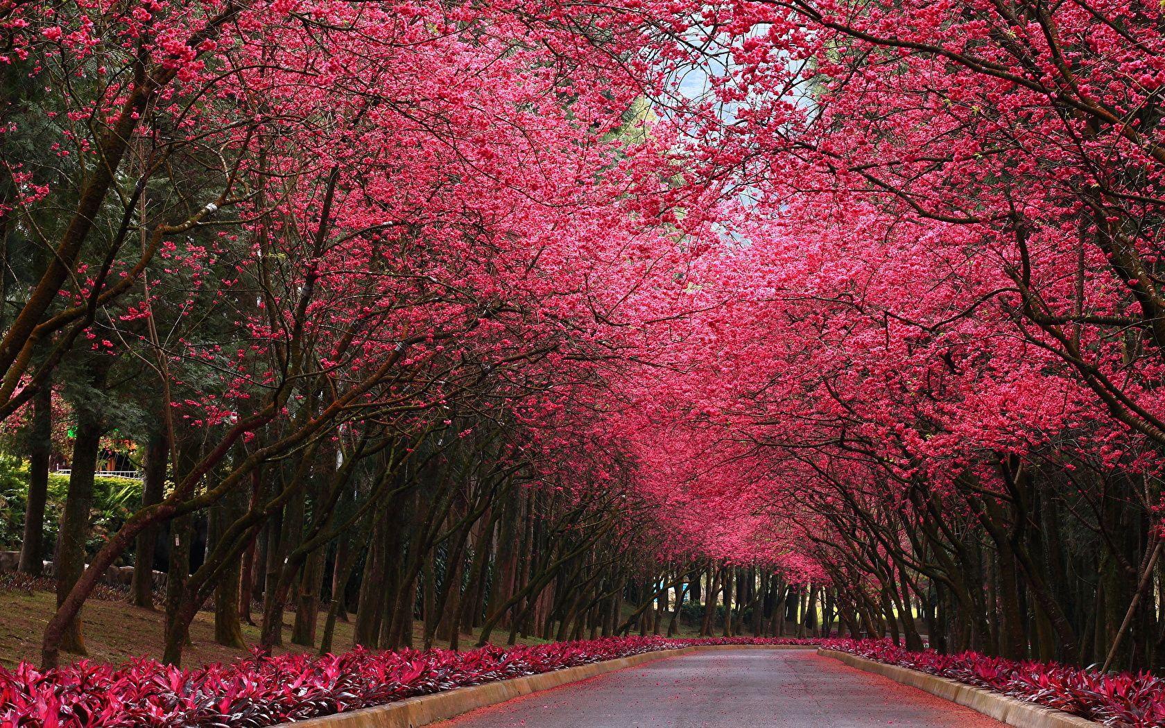 Picture Sakura Nature Avenue Parks Trees 1680x1050