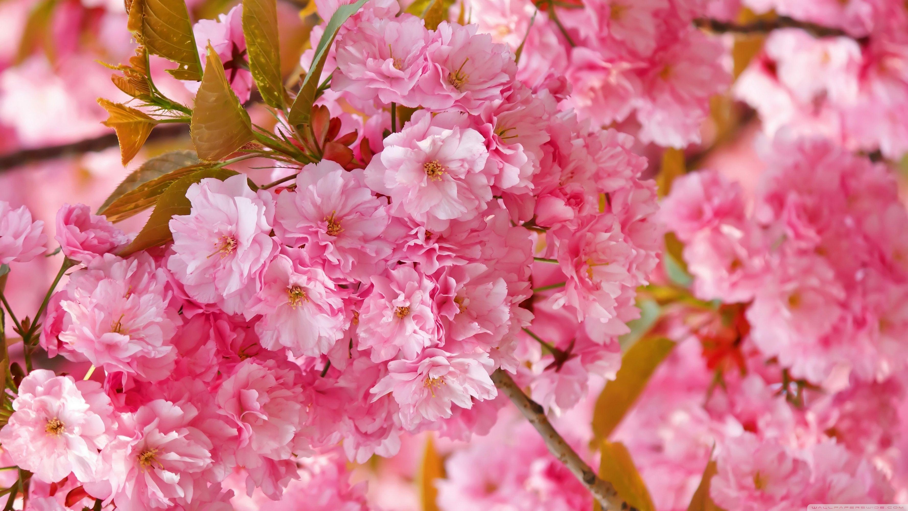 Beautiful Pink Japanese Sakura Tree ❤ 4K HD Desktop Wallpaper