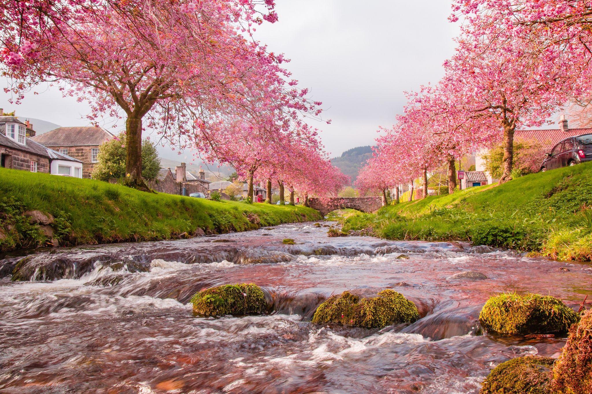 Sakura Trees on the River Full HD Wallpaper