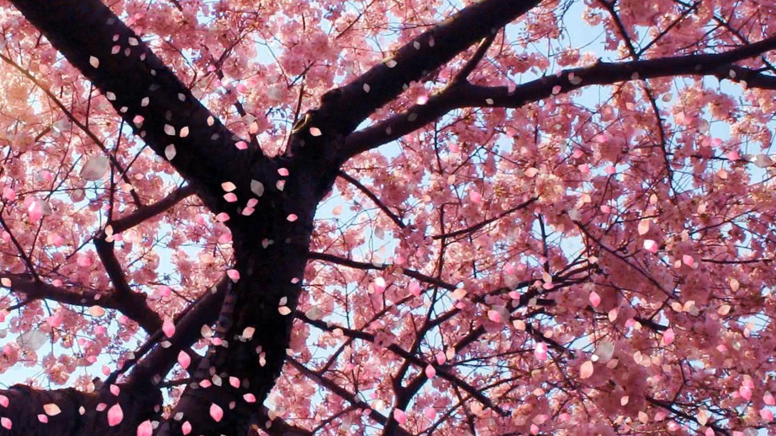 Blushing pink Sakura flowers wallpaper desktop hd. Getting