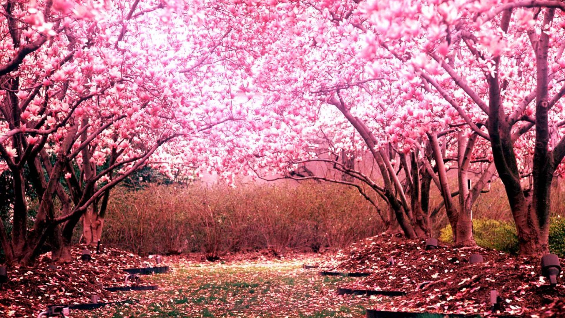 Pink Sakura Or Cherry Blossom Tree With Blue Sky, background Blur