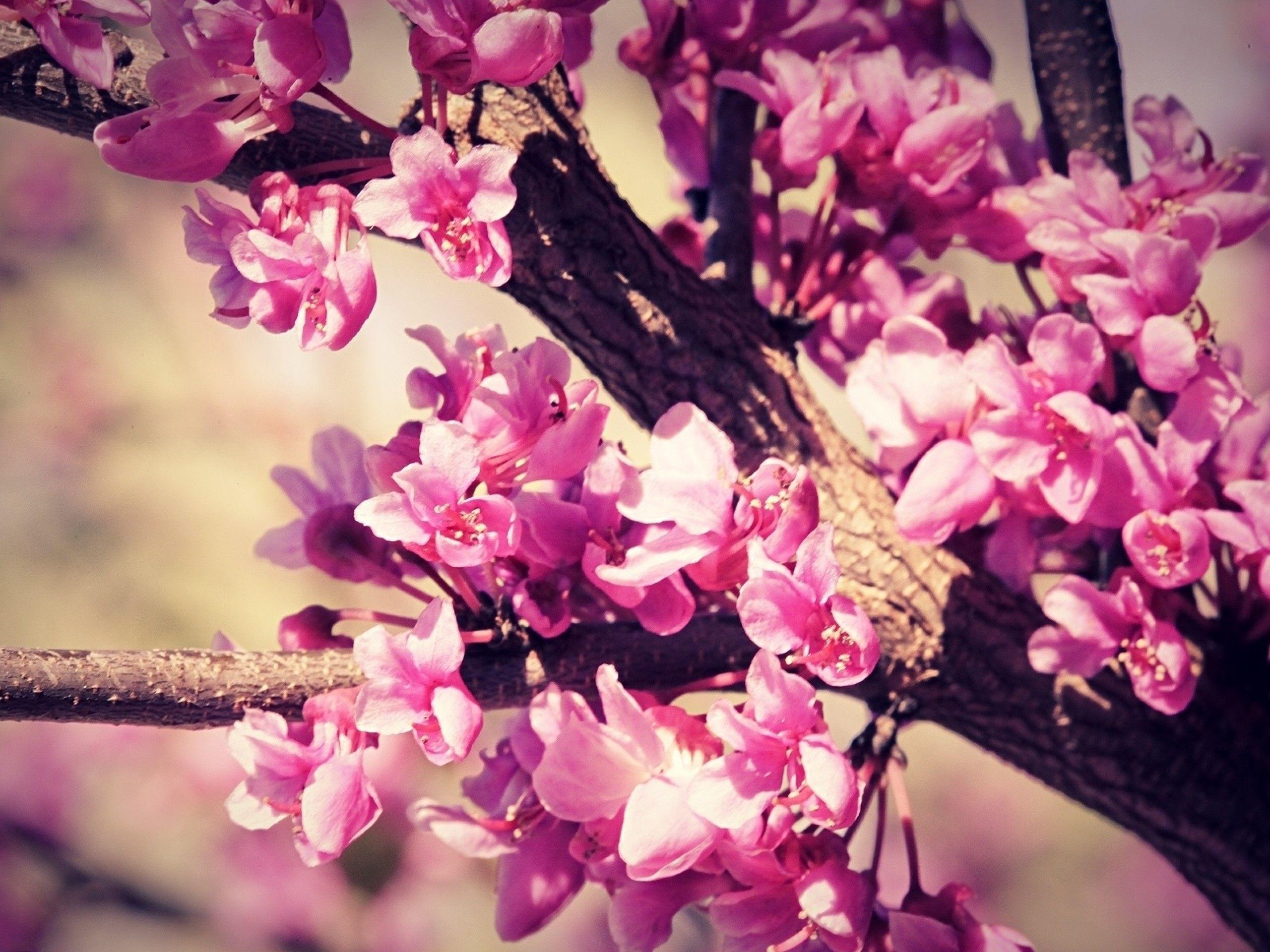 Pink Cherry Blossom Tree HD Wallpaper, Background Image