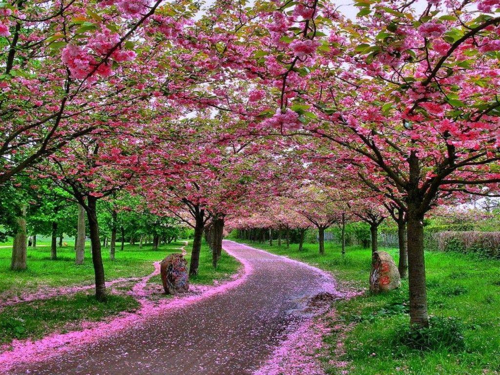 Flowers: Best Pathway Green Flowery Pink Sakura Flower Wallpaper