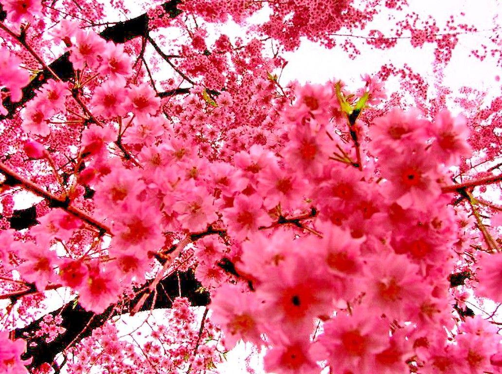 Sakura Tag wallpaper: Model Pretty Sakura Cute Flower Screen