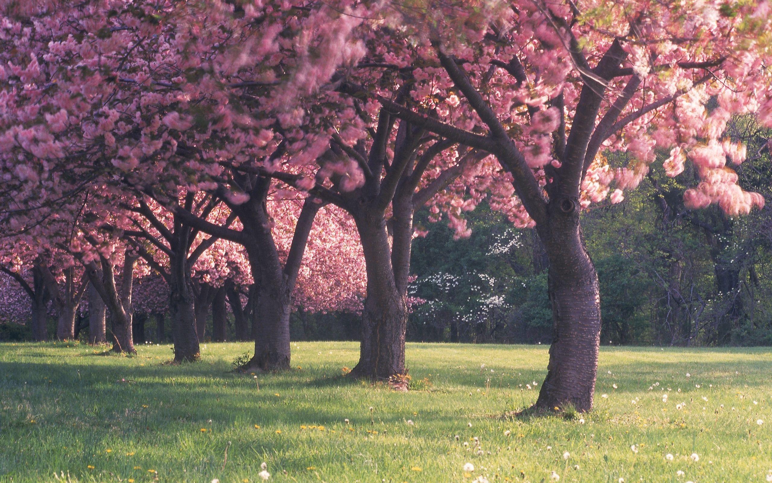 springtime, pink, park, flowers, green, beautiful, grass, blossom, Sakura, trees wallpaper