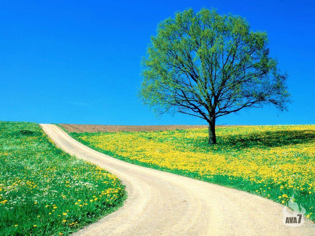 Beautiful Spring Desktop Background