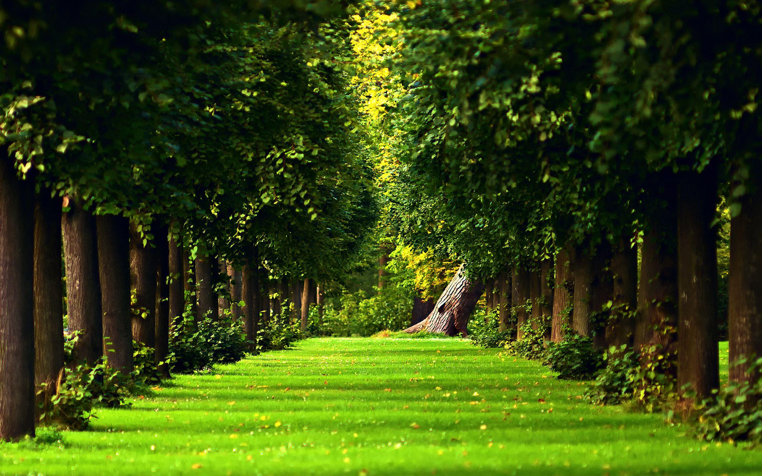 Background Wallpaper For Desktop
