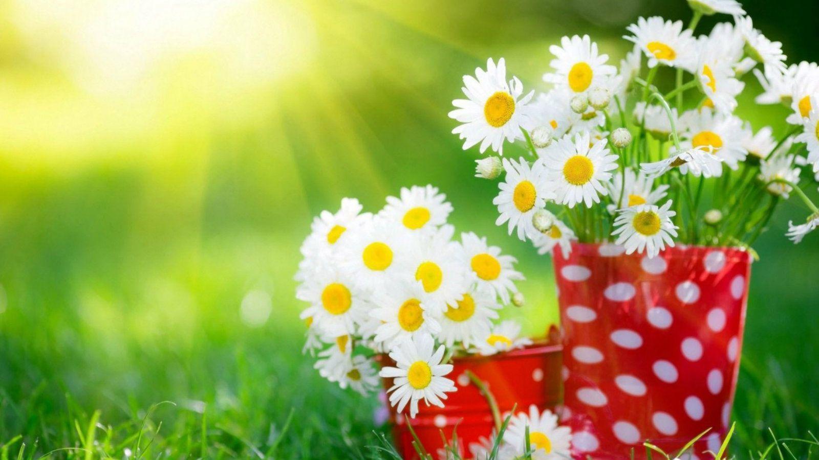 Free Picture Of Flowers For Desktop Background High Quality