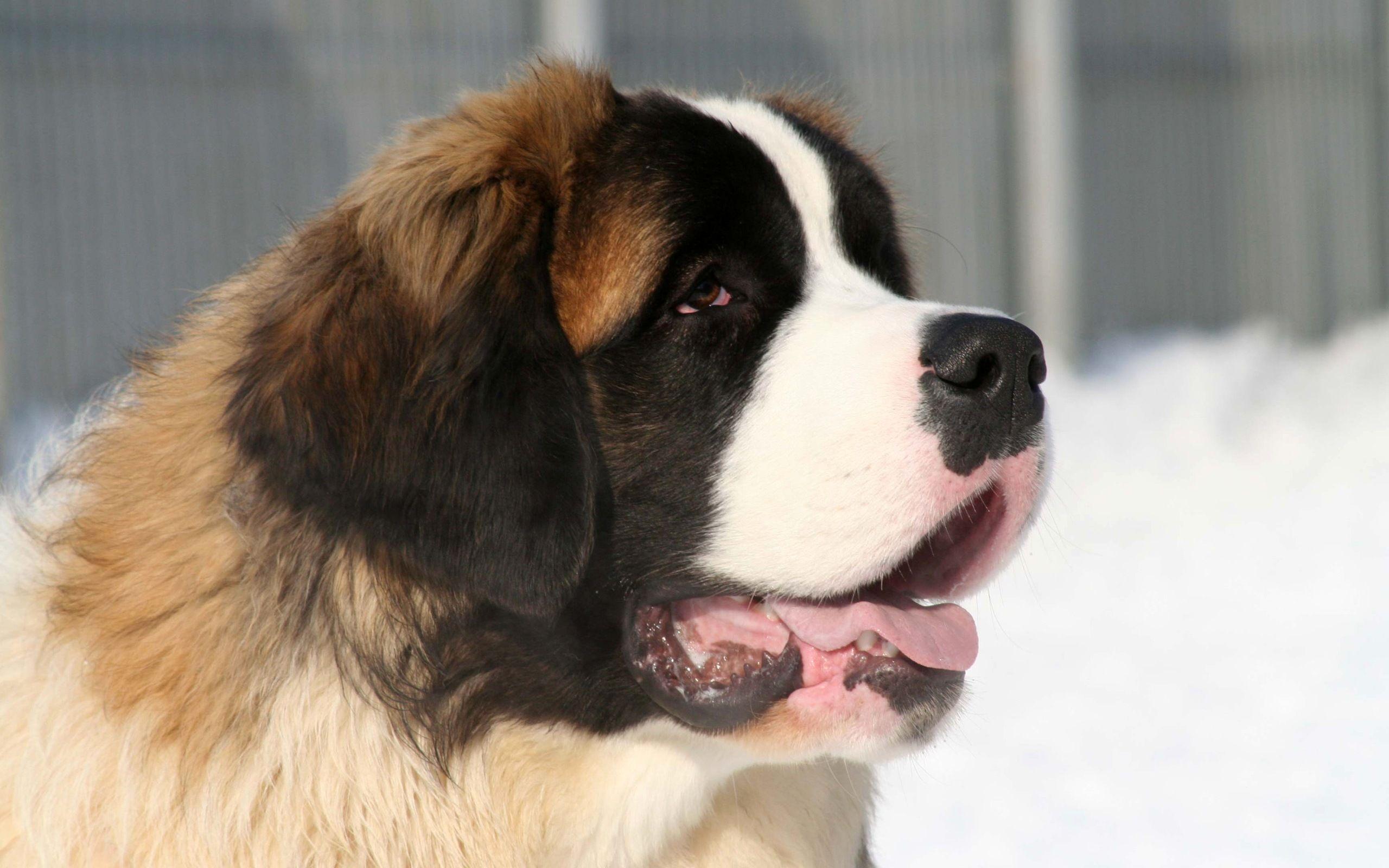 Saint Bernard Wallpapers - Wallpaper Cave