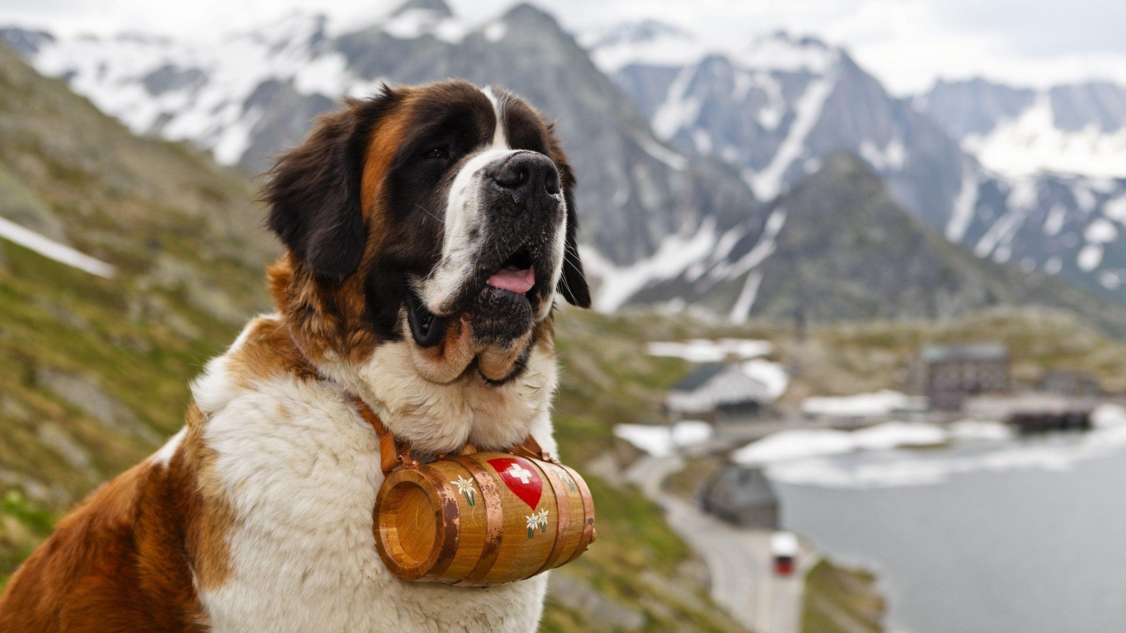 St. Bernard Wallpaper 5 X 2160