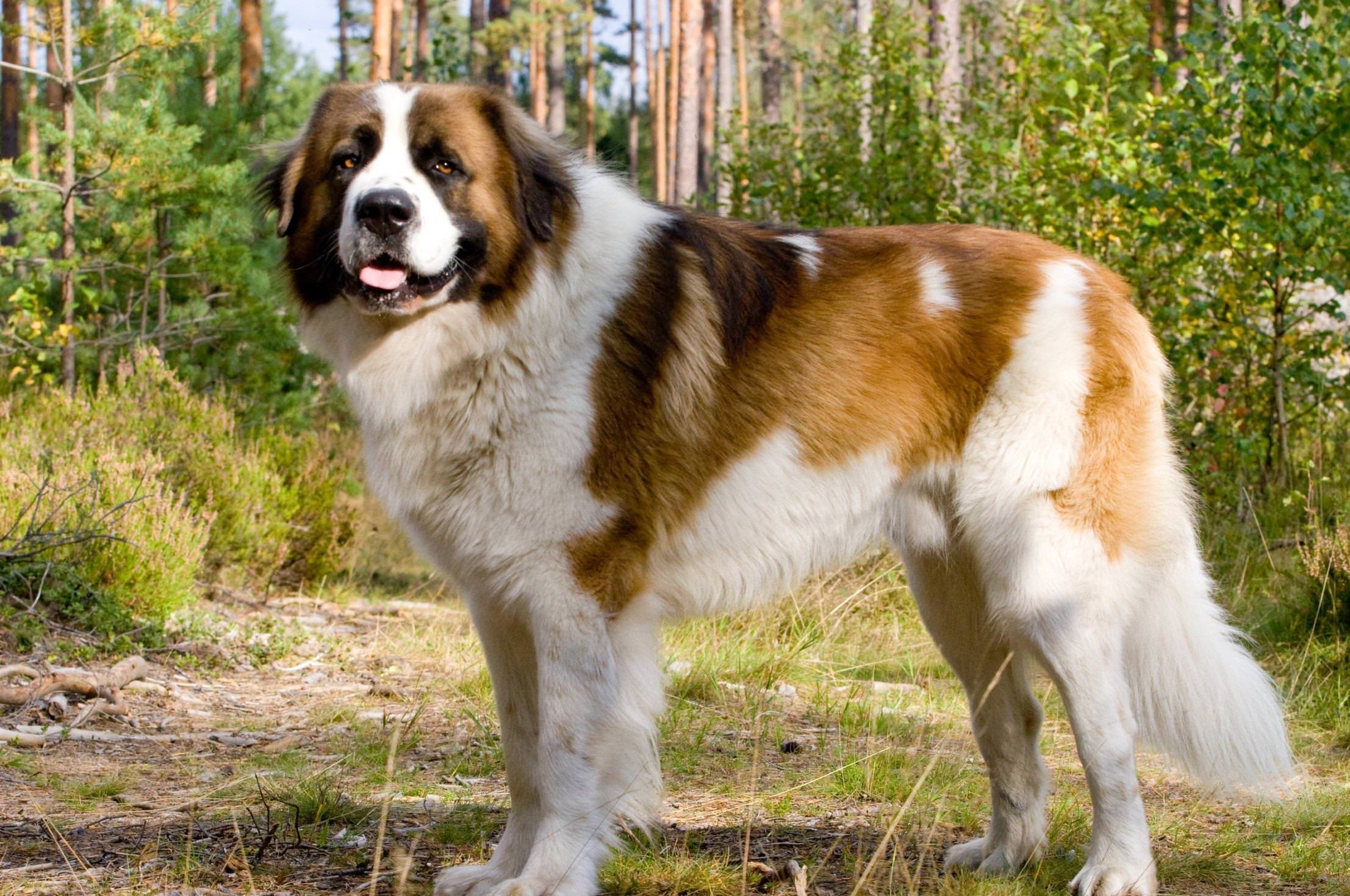 Animals Saint Bernard Dog Photo HD Wallpaper Free Download