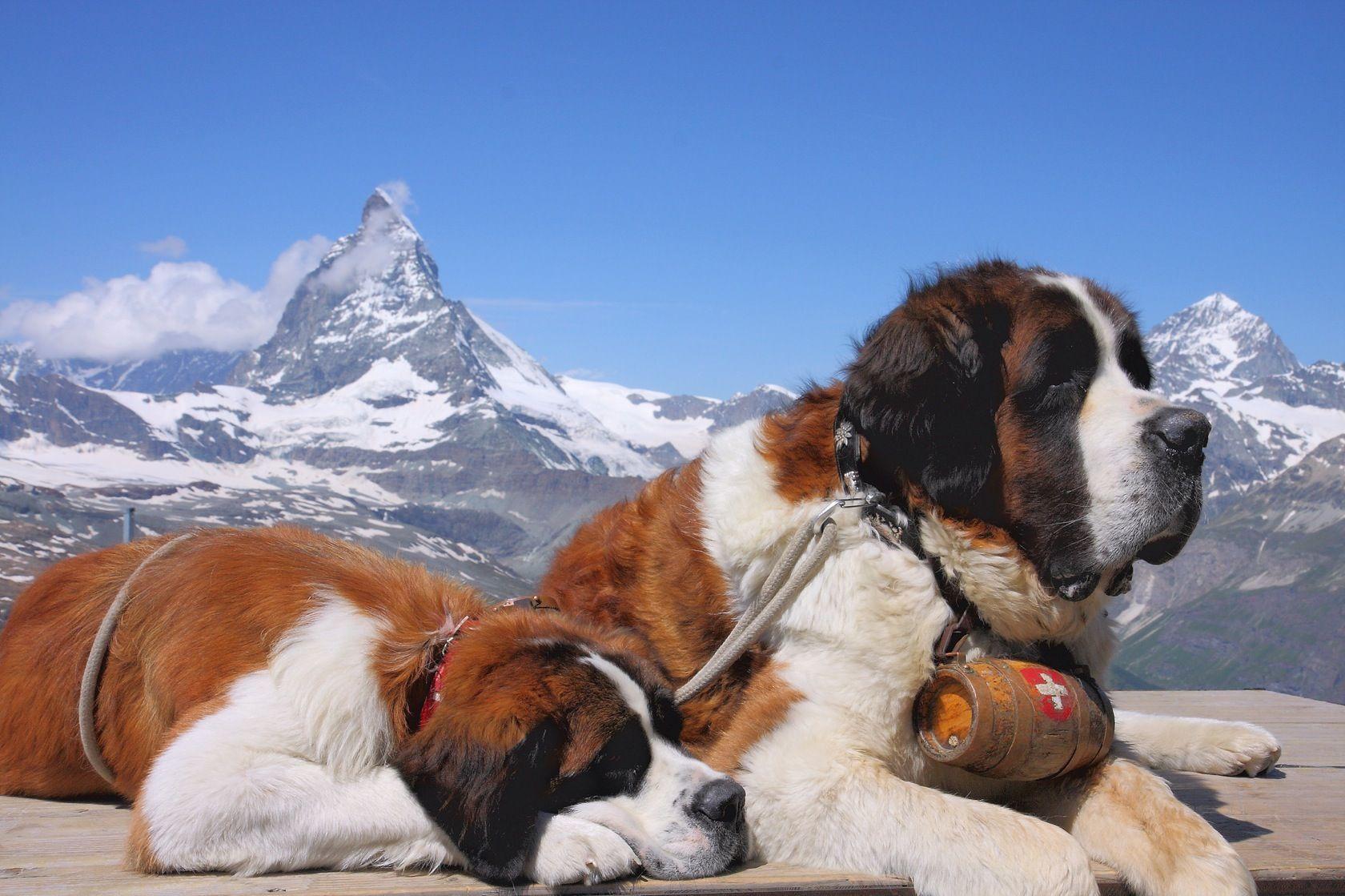 St. Bernard Wallpaper and Background Imagex1119