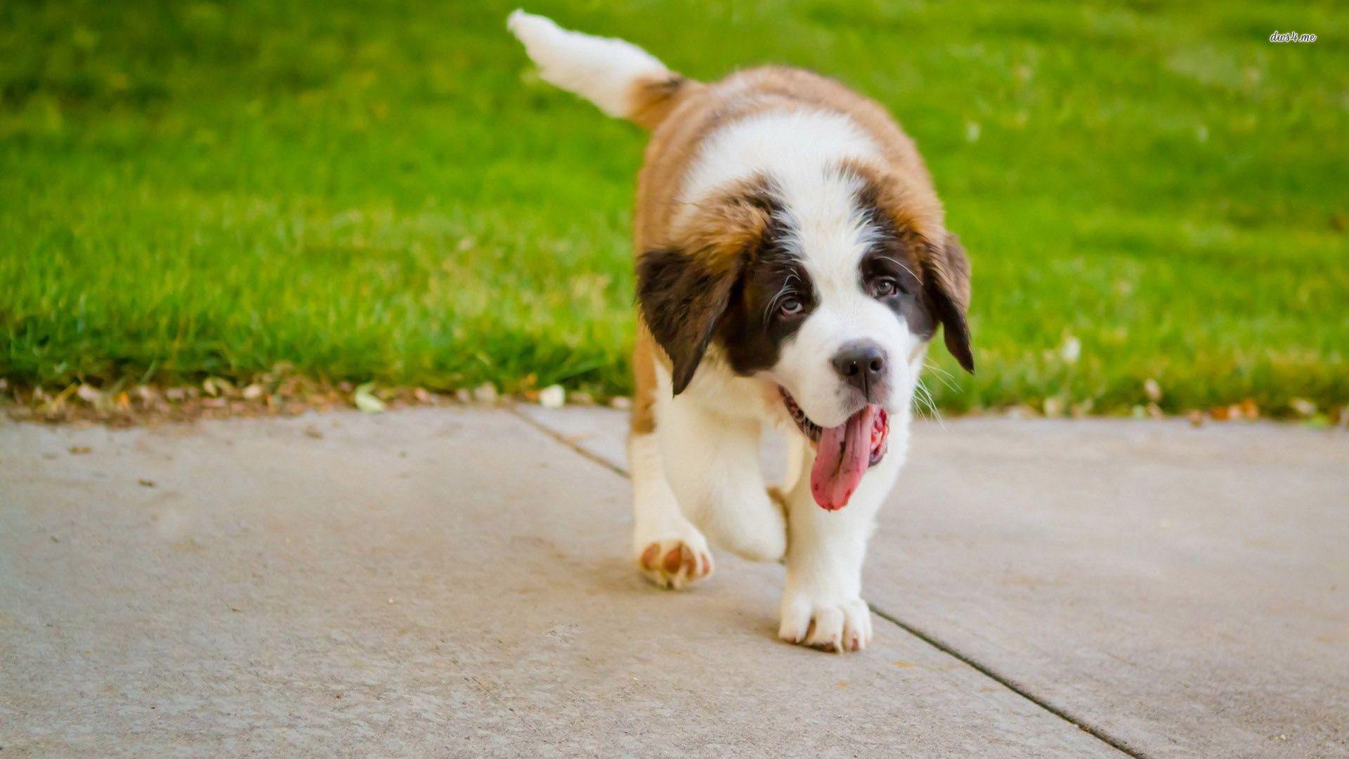 St. Bernard Wallpaper 21 X 1080