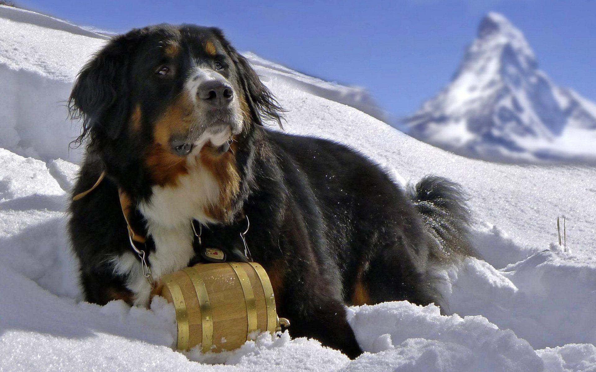 Saint Bernard Full HD Wallpaper and Background Imagex1200