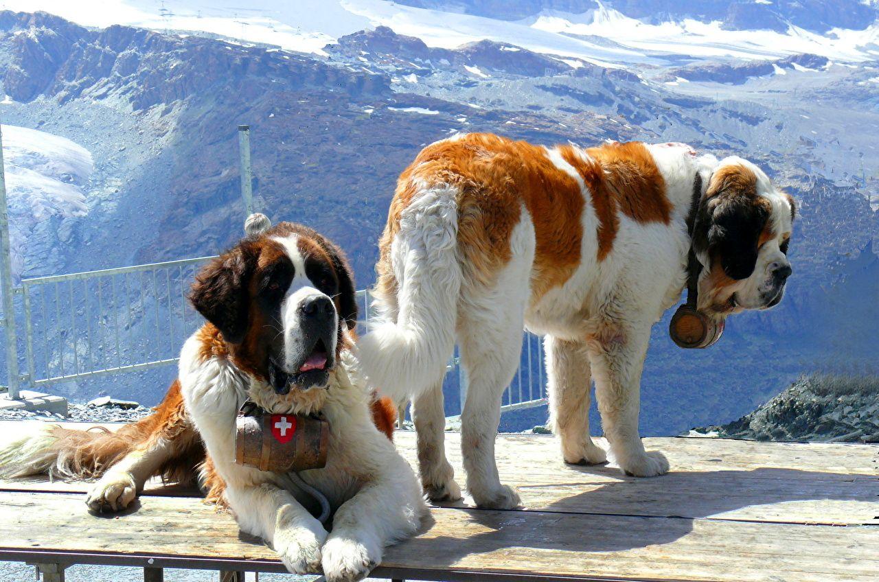 Image St. Bernard Dogs Animals