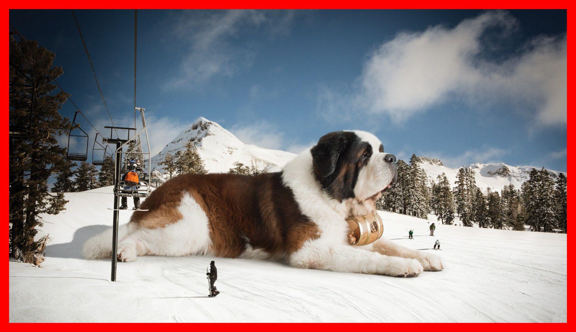 Unbelievable Cute Dog About Doggies Pict For Saint Bernard Puppies
