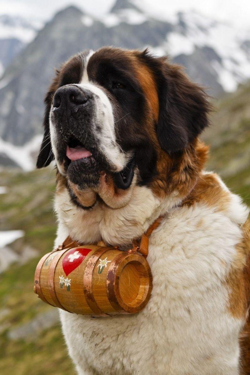 Download wallpaper 800x1200 saint bernard, dog, muzzle, barrel