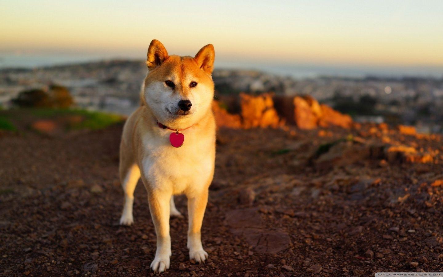 Akita Inu ❤ 4K HD Desktop Wallpaper for 4K Ultra HD TV • Wide