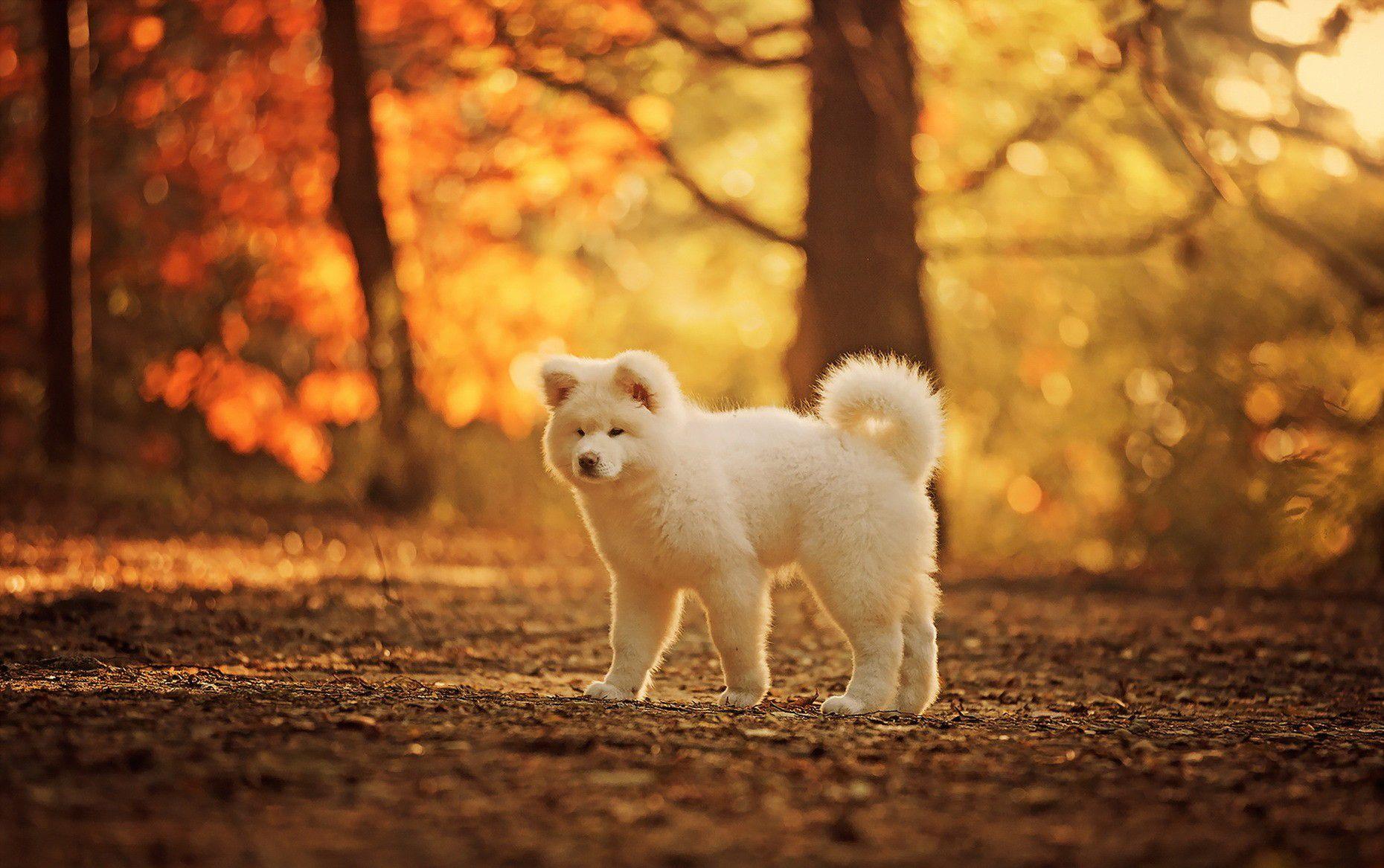 Akita HD Wallpaper and Background Image