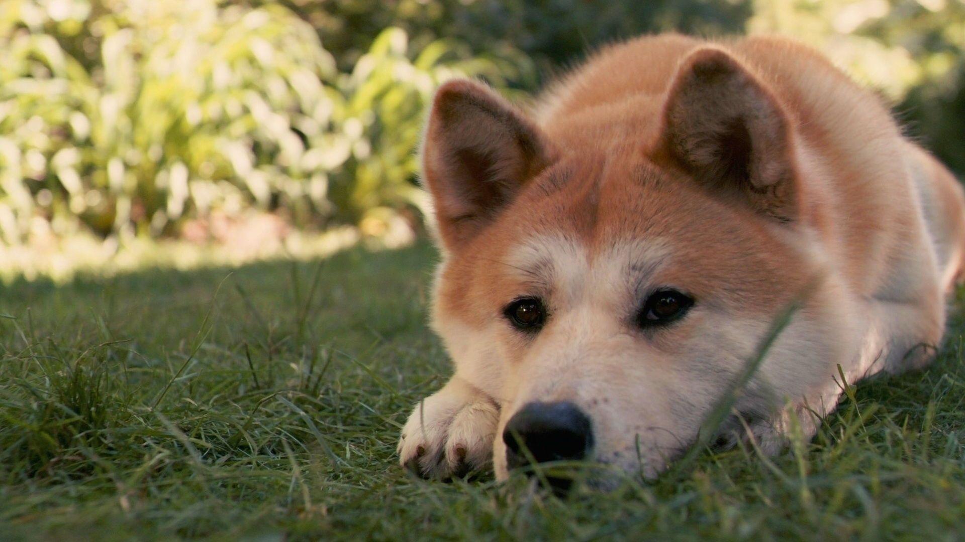 Akita Inu HD Desktop Wallpaperwallpaper.net