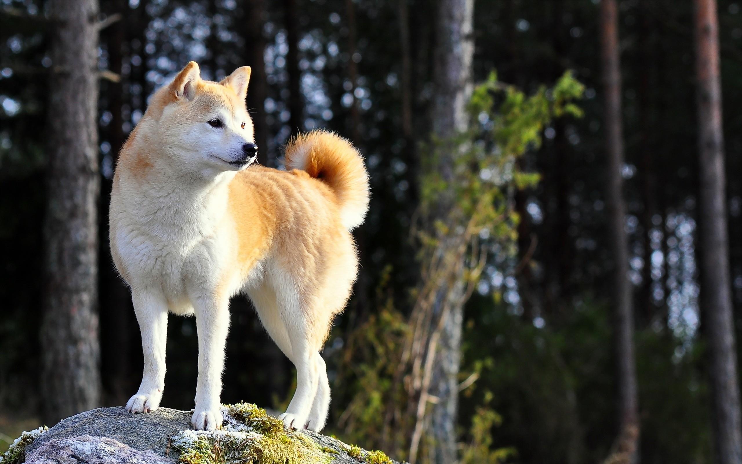 wallpaper dog, akita inu, stand HD, Widescreen, High Definition